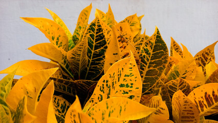 The background of Croton leaves is yellow. Beautiful nature background with croton plant in sunny day in tropical garden. yellow croton, croton plant. © Hani chusna