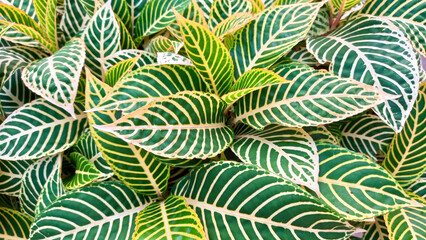 Foliage background of the leaves Sanchezia or zebra plant leaves