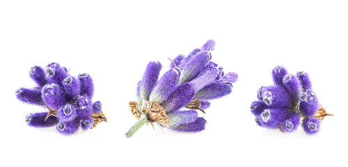 Sprigs of lavender flowers isolated on a white background, macro.