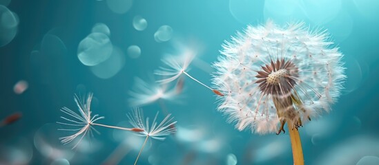 The wind will carry dandelion seeds with white tufts of hair.