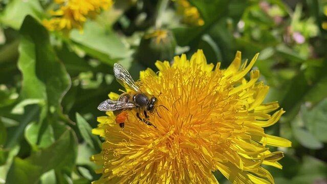 bee collects pollen from a yellow dandelion macra shooting, slow motion, bee close-up, nature, sunny weather, plants, flowers, insects