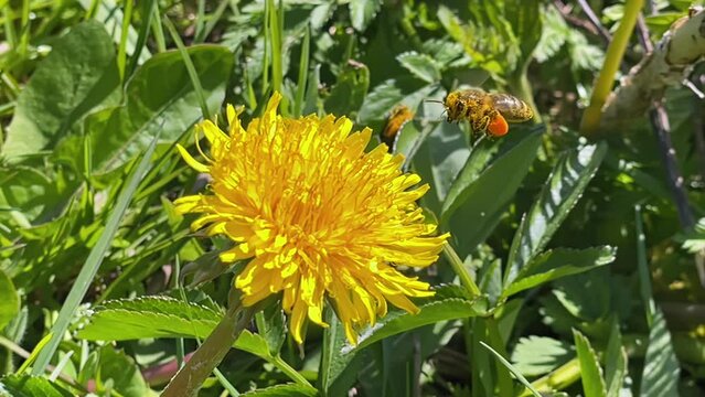 bee collects pollen from a yellow dandelion macra shooting, slow motion, bee close-up, nature, sunny weather, plants, flowers, insects