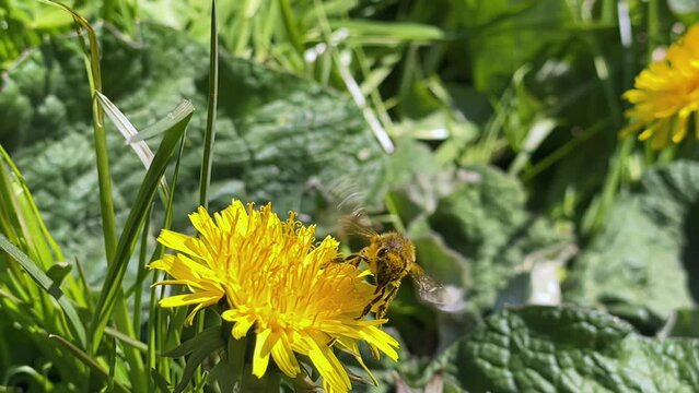 bee collects pollen from a yellow dandelion macra shooting, slow motion, bee close-up, nature, sunny weather, plants, flowers, insects