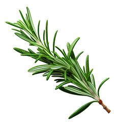 Branch of rosemary on white background