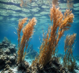 Fototapeta na wymiar Underwater view of seabed with kelp and algae at coral reef