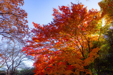 光差し込む紅葉