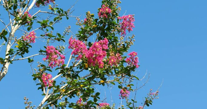 summer flower pink Lagerstroemia or crape myrtle swaying in the air
