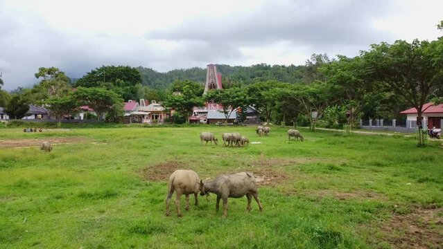 Torajanese Expensive Buffalo Named "Tedong Bonga", aerial shot with tongkonan house background.