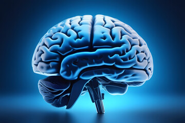 human brain anatomy. 