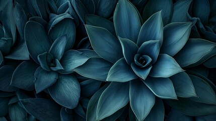 Details of agave attenuata leaves, top view. Cactus species. Abstract floral pattern background made of genuine cacti with a dark blue tone.