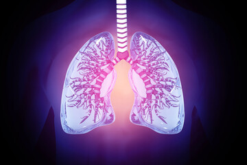 Human Respiratory System Lungs Anatomy. 3d illustration