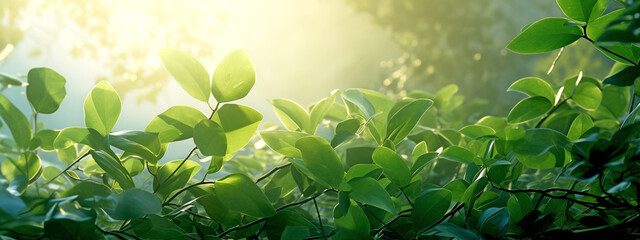 Grass and Sun Rays