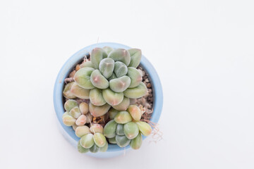 Rare Pachyphytum flower top view