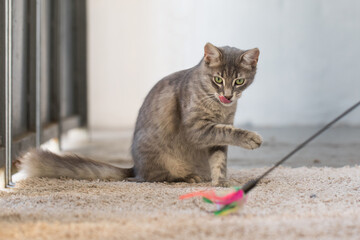 Licking hunting playing Cat with feather yarn wand toy indoor