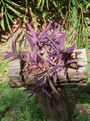 flowers on the ground