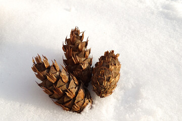 three cones of a douglas fir in the snow