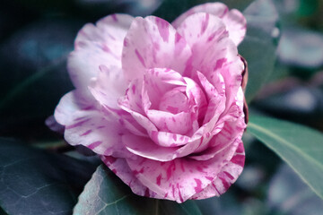 Unusual winter blooming of a mottled camellia
