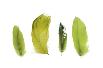 Feathers isolated on white. Bird feather cutout. Soft cotton background. Various shapes fluffy bird...