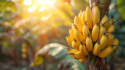 A cluster of ripe bananas on the tree, illuminated by morning sun rays.
