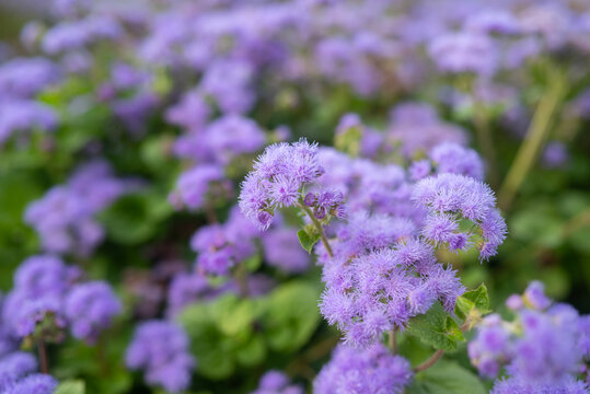 Purple flowers background. Mostly blurred fluffy lilac blossoms of bluemink