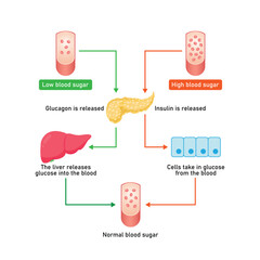 Blood Sugar Regulation Scientific Design. Vector Illustration.