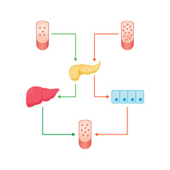 Blood Sugar Regulation Scientific Design. Vector Illustration.