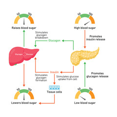 Blood Sugar Regulation Scientific Design. Vector Illustration.