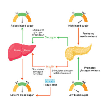Blood Sugar Regulation Scientific Design. Vector Illustration.