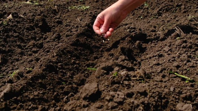 a woman sows seeds in a vegetable garden. Selective focus.