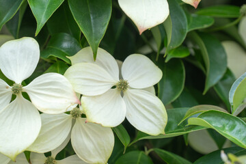 東京秋葉原の夏のヤマボウシ