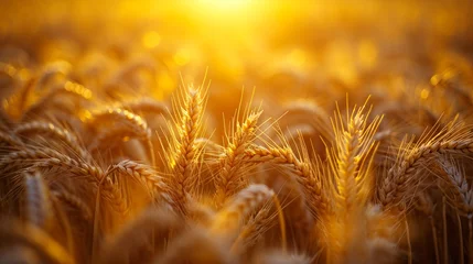 Keuken spatwand met foto A well-lit field of golden wheat ready for harvest. © The Food Stock