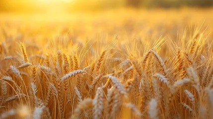 Fototapeten A well-lit field of golden wheat ready for harvest. © The Food Stock