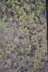 Close up of moss structure