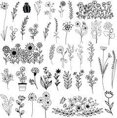 Wildflowers hand drawn, Flowers vector, Floral element illustration.