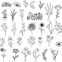 Wildflowers hand drawn, Flowers vector, Floral element illustration.