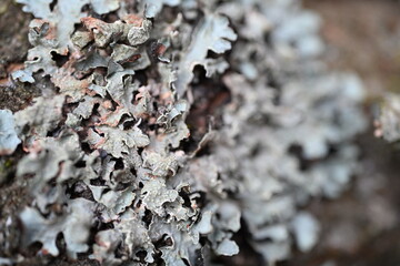 close up of lichen on a tree