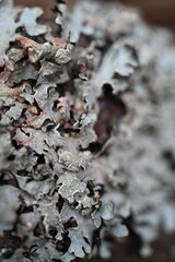 close up of lichen on a tree