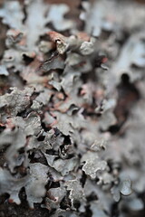 close up of lichen on a tree