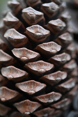 close up of an pine cone