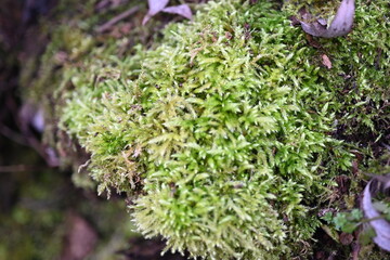 Close up of moss structure