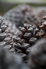close up of an pine cone