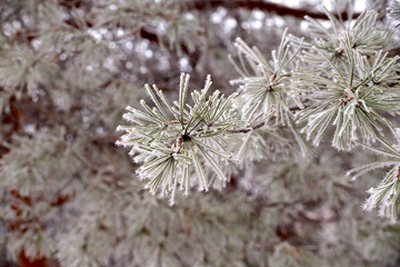 Frosted branch pine tree in the city park