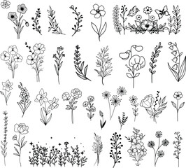 Wildflowers hand drawn, Flowers vector, Floral element illustration.
