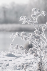 Hoar frost or frozen branch. Close up and isolated. Perfect creation. Blurred background.
