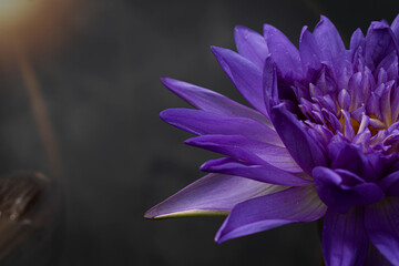 close up Purple lotus flowers blooming in the pond with nature background with soft light of the...