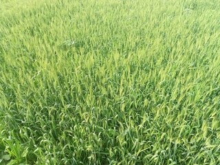 Aerial view of green wheat field in summer background.