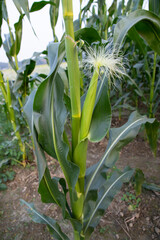 Fototapeta premium agricultural field of corn with young maize cobs growing on the farm