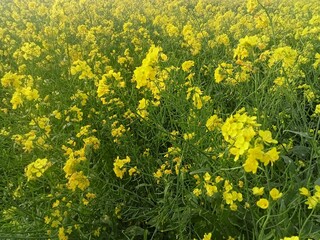 Mustard tree bloom in a field in springtime.