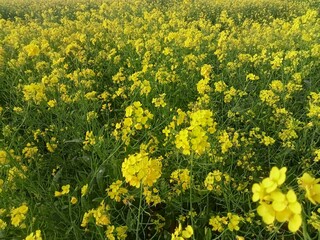 Mustard tree bloom in a field in springtime.