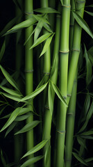 Fototapeta premium bamboo forest background